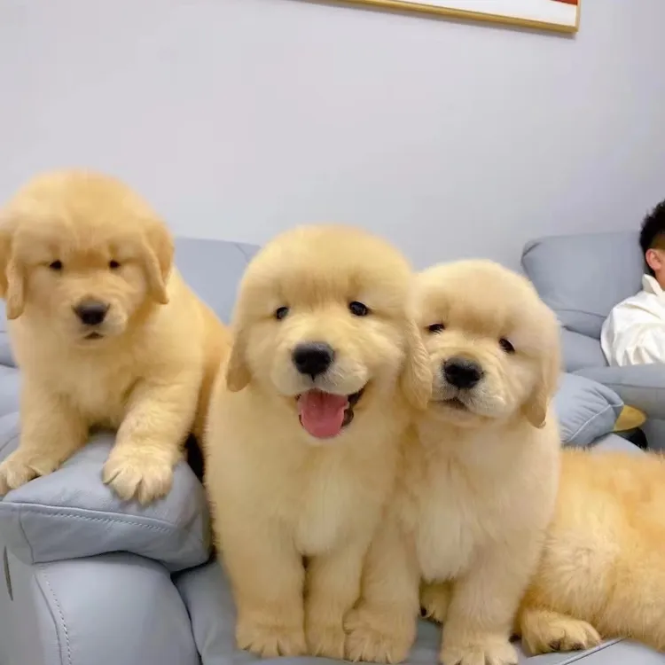 【兰州万商萌宠犬舍】活体狗狗