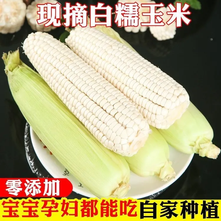 【广西白糯玉米正宗】新鲜采摘农家带壳软糯香甜玉米广西甜糯玉米