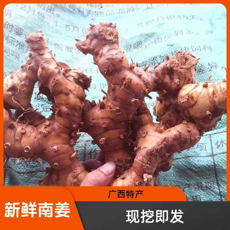 新鲜南姜山姜 南姜现挖现发 广西姜1斤-10斤 食用