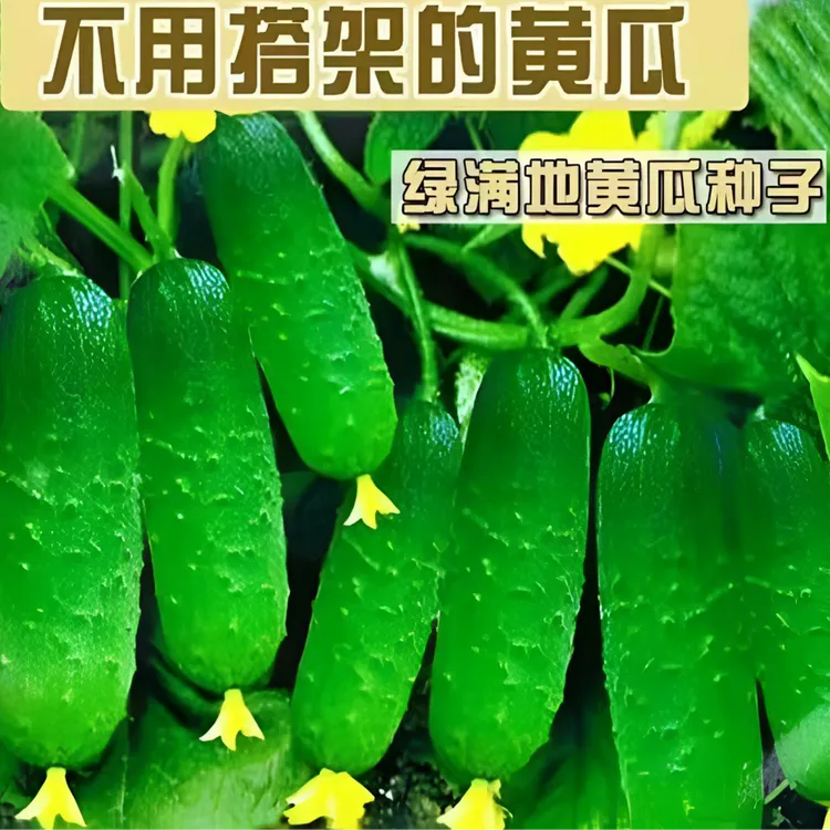 【满地爬旱黄瓜种子】满地爬不搭架水果瓜旱瓜种子免搭架