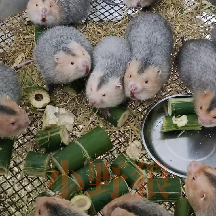 小野狼竹鼠家宠（红头）小宠物毛茸茸宠物竹子