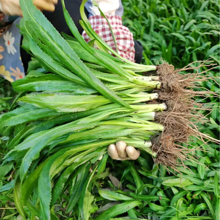 带根老缅芫荽500克可种新鲜有根大香菜刺芹100克泰国香菜