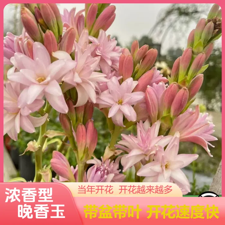 【带盆种好带叶片不带花剑发货】浓香重瓣晚香玉花卉多年生开花盆栽