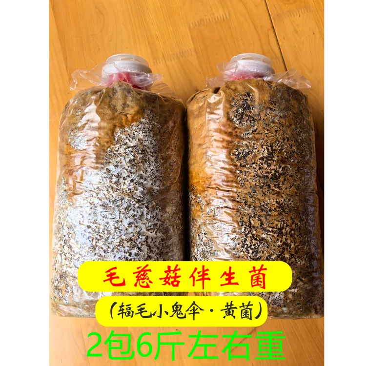 毛慈菇伴生菌（非食用菌）（2包重6斤黄菌）