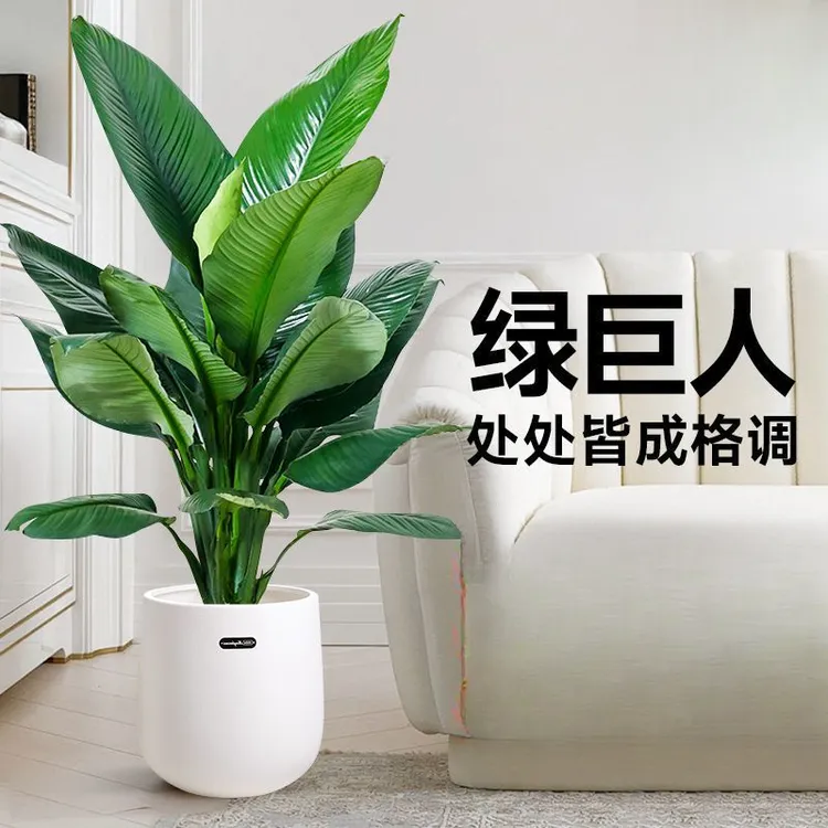 绿巨人盆栽绿植室内大型客厅植物净化空气耐阴万年青好养活盆景