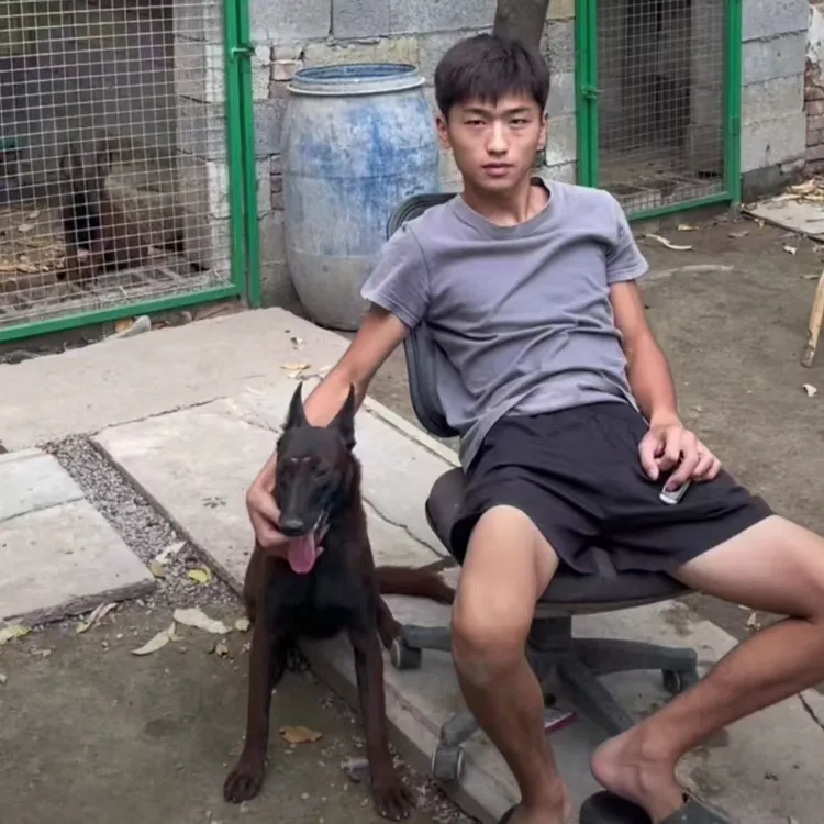（小丁家）T狗狗活体