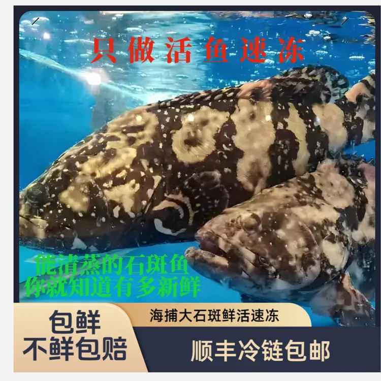 【当天现冻】正宗龙胆石斑鱼瓜子斑海鲜老鼠斑龙趸鱼青衣鱼老虎斑