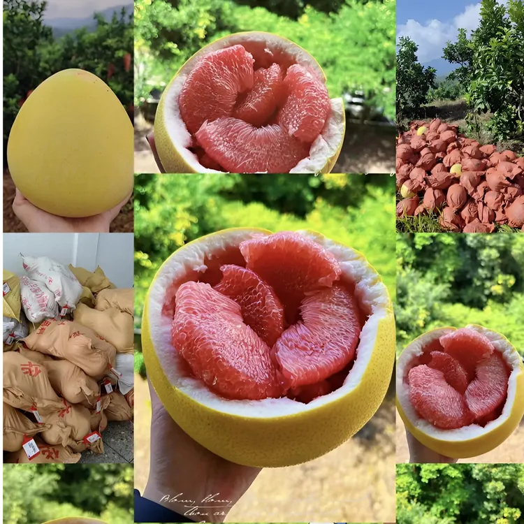 产地直发湖北正宗三红蜜柚酸甜可口应季水果