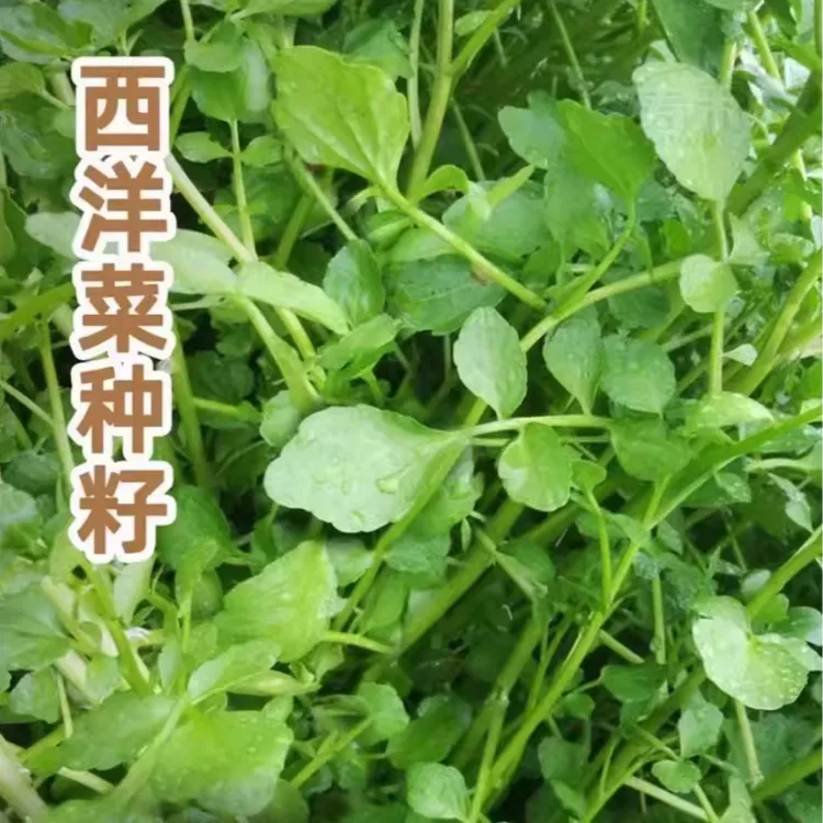 西洋菜种子豆瓣菜种子四季菜种水芥菜蔬菜孑子盆栽菜籽小青菜籽种商品图