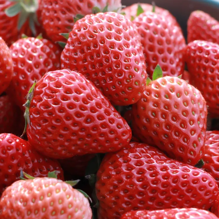 【顺丰包邮】产地直发 醉红颜 红色草莓 现摘现发