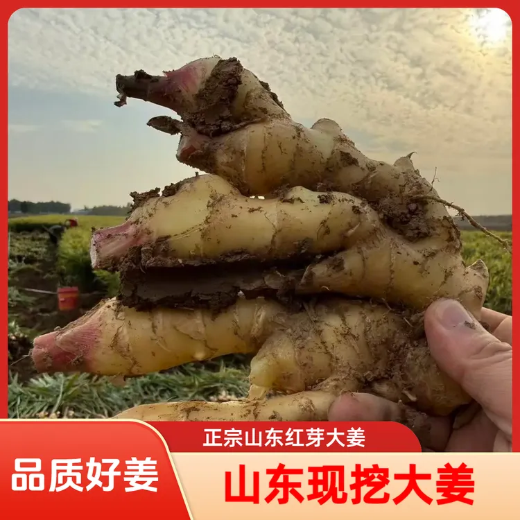 正宗山东红芽大姜新鲜现挖带泥嫩姜可炒菜腌制小黄姜嫩姜时令蔬菜