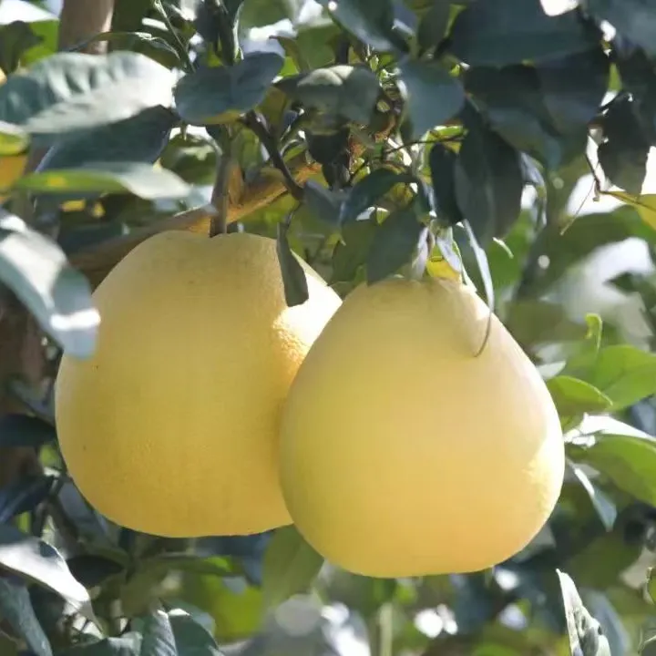 无品牌九江农产自然马当马家红心柚