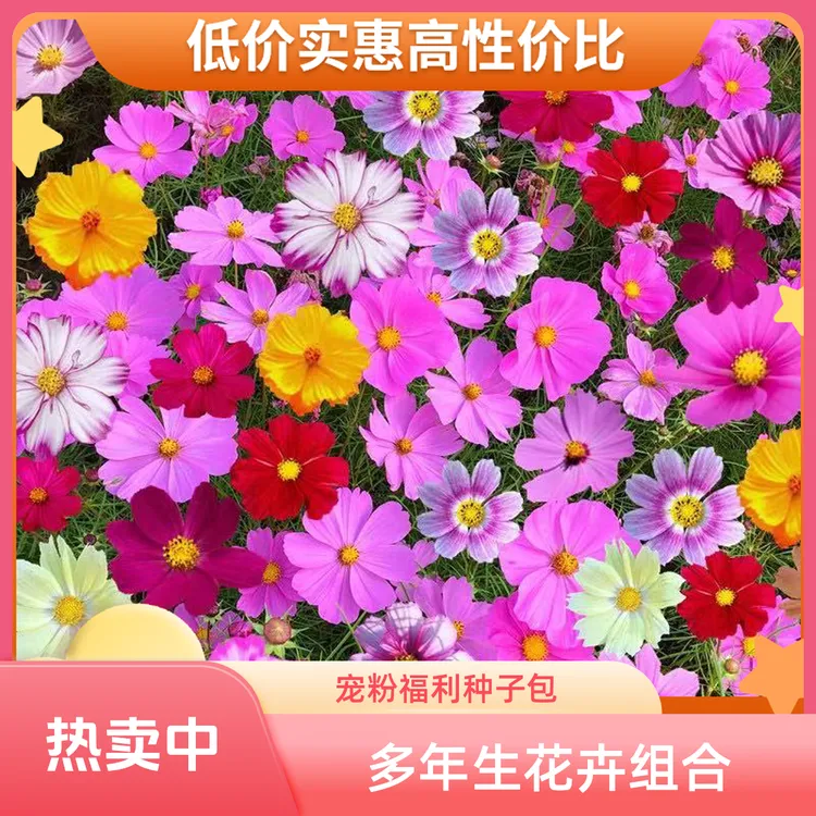 今日宠粉福利多年生【源头厂家野花组合种子】几十种花卉四季开花