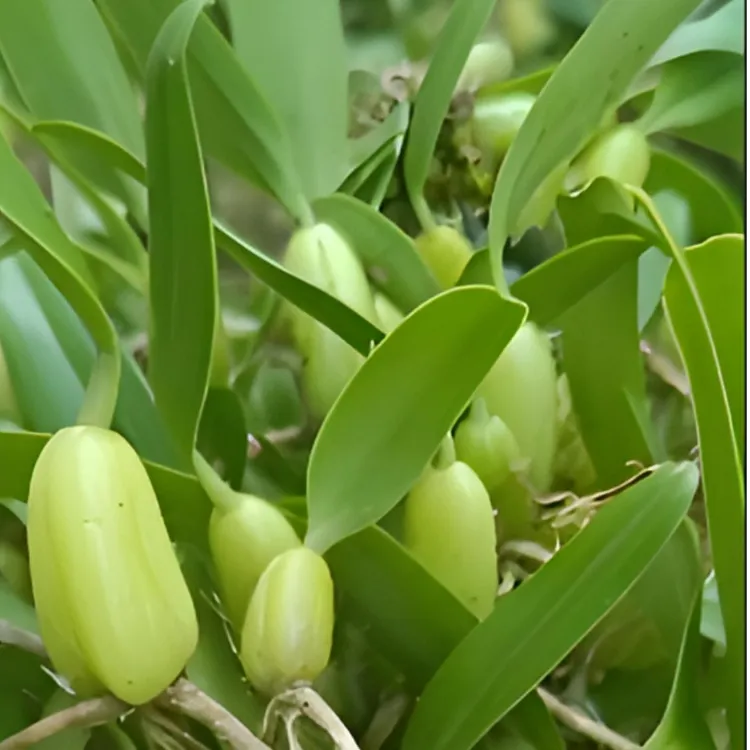 橄榄野生新鲜双叶石橄榄煲汤炖汤泡酒食材石仙桃带根可种植