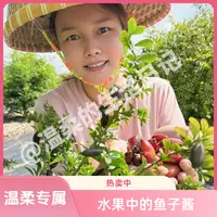 【温柔专属】手指柠檬鲜果Finger Lime水果中，基地现摘直发
