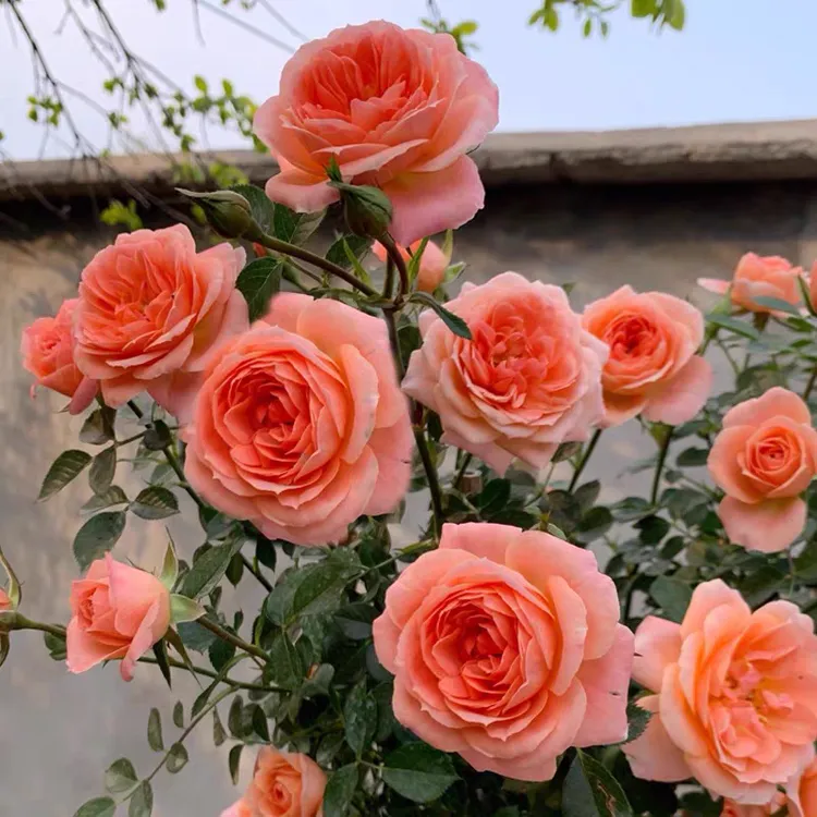 藤甜梦爬藤月季花苗浓香多花蔷薇爬墙庭院阳台盆栽地栽四季开花