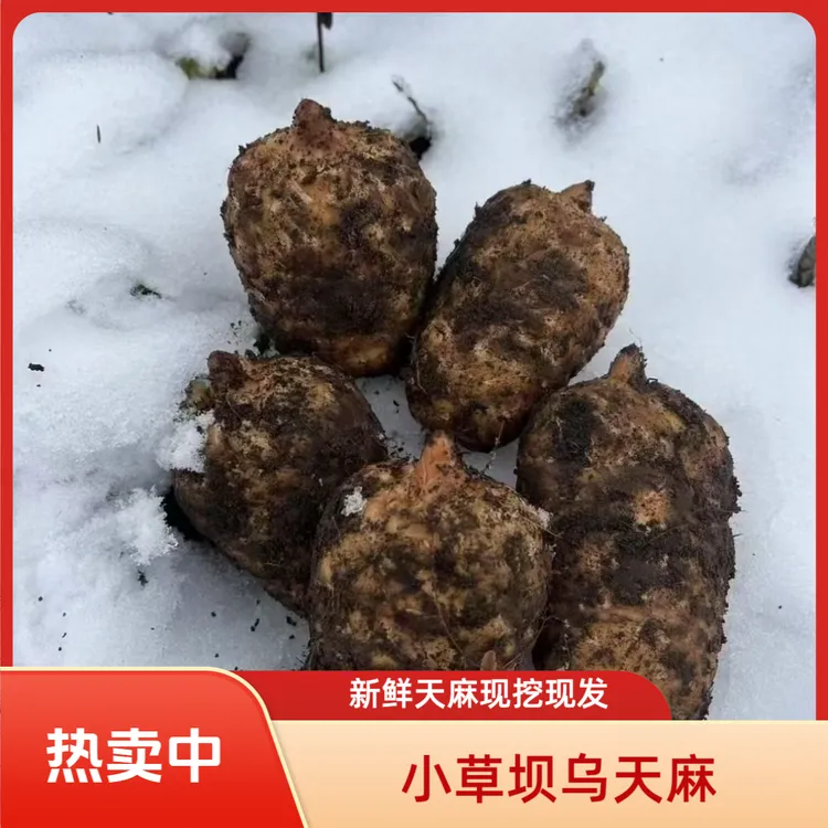 云南小草坝天麻买来炖鸡炖鸭(买三斤送半斤，买五斤送一斤小小果）