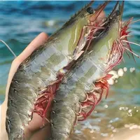 【特大号规格海虾】新鲜美味 肉质紧实 到手5斤 顺丰冷链特快