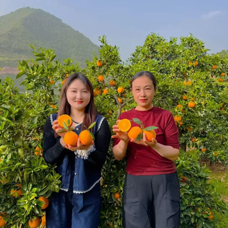 【梦春专属】正宗秭归伦晚春橙单果65-75mm应季新鲜水果现摘现发
