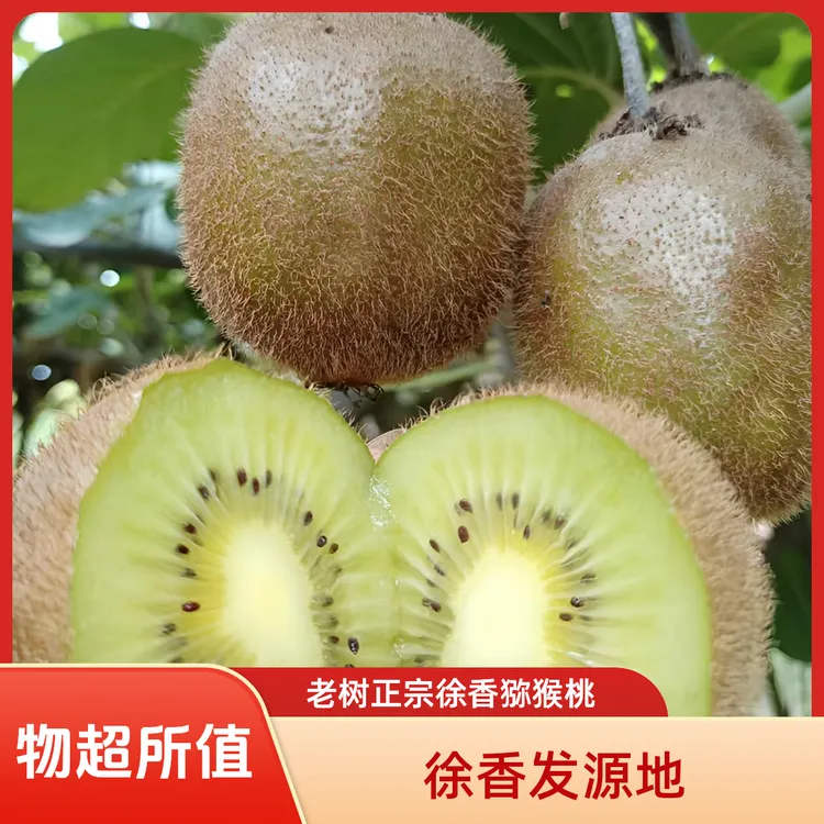 徐香发源地徐州正宗徐香猕猴桃吕梁风景区现摘现发当季水果礼盒