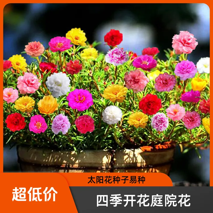 【源头厂家太阳花重瓣种子】四季开花阳台花盆庭院种植太阳花种子