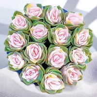 香槟粉玫瑰多肉植物粉色阳台窗台客厅花园室内室外好养盆栽带盆土