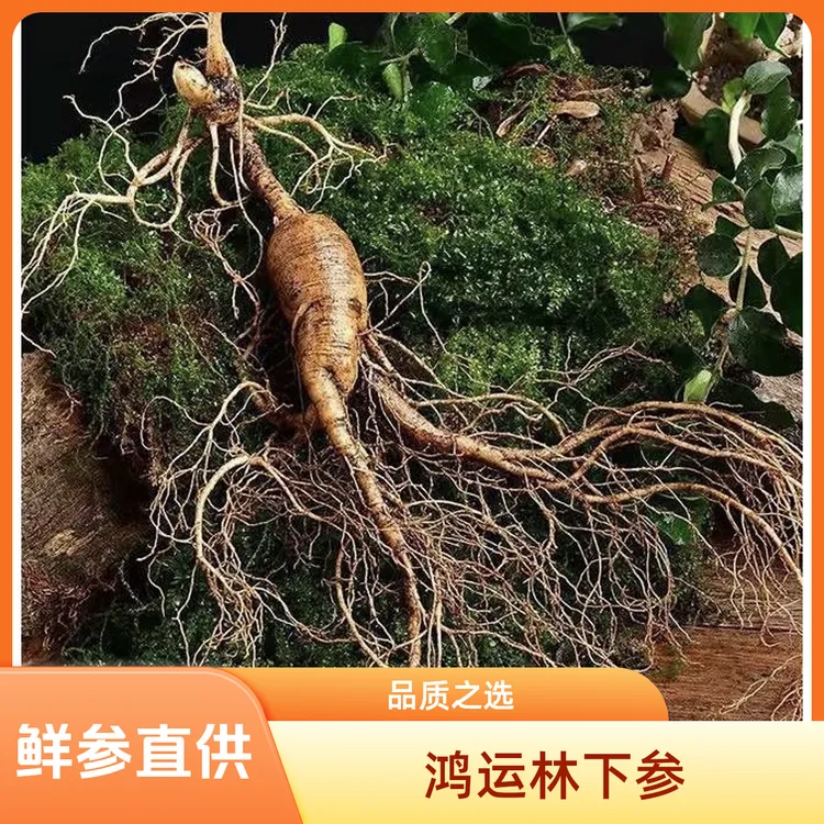 鸿运林下参籽货鲜人参