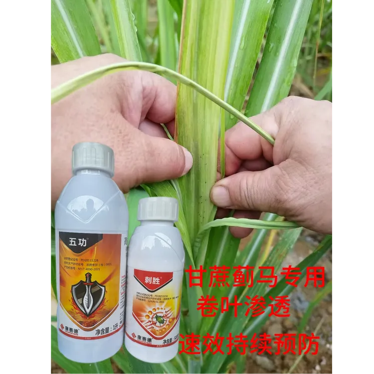 甘蔗蓟马糖蔗蓟马果蔗蓟马联苯菊酯噻虫嗪渗透卷叶蓟马