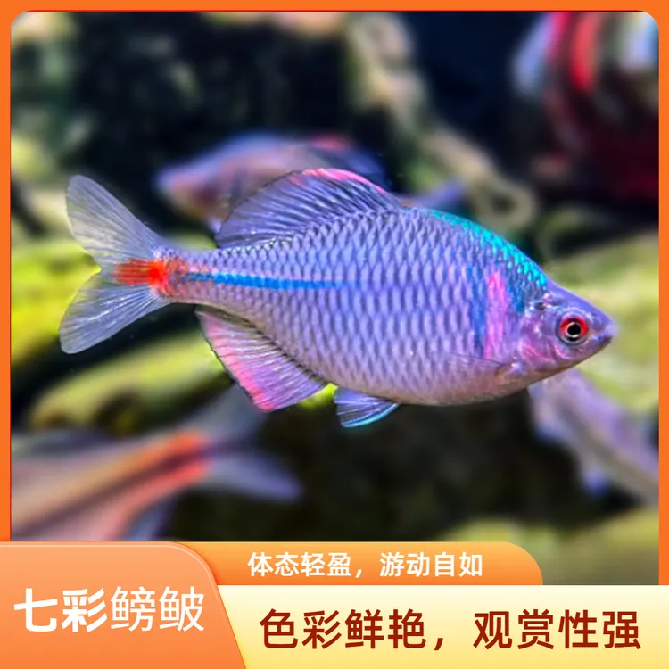 七彩鳑鲏鱼活鱼好养耐活冷水鱼鳑鲏鱼观赏鱼不加温淡水活鱼小型鱼