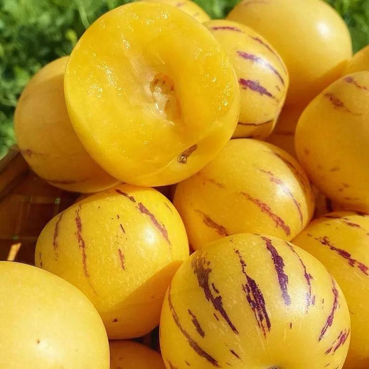 空运 人参果 补水炸弹清甜多汁