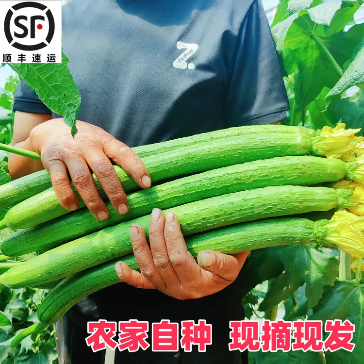 【顺丰包邮】农家自产长丝瓜现摘现发当季新鲜蔬菜煲汤美食丝瓜苗