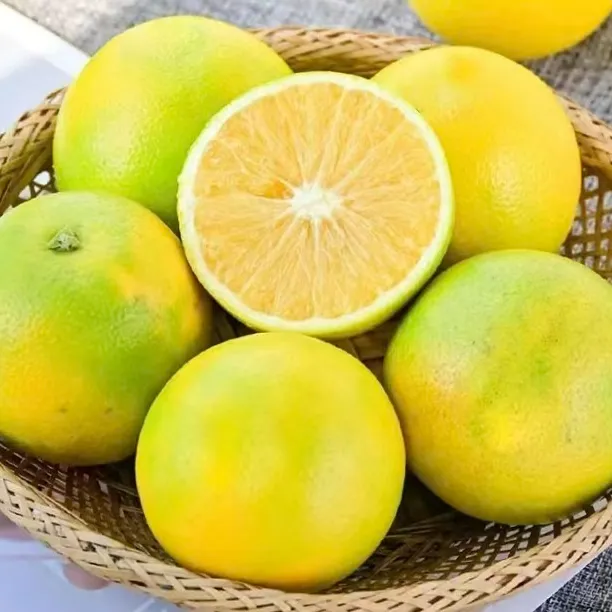 云南哀牢山青皮冰糖橙新鲜应季水果清甜多汁现摘现发