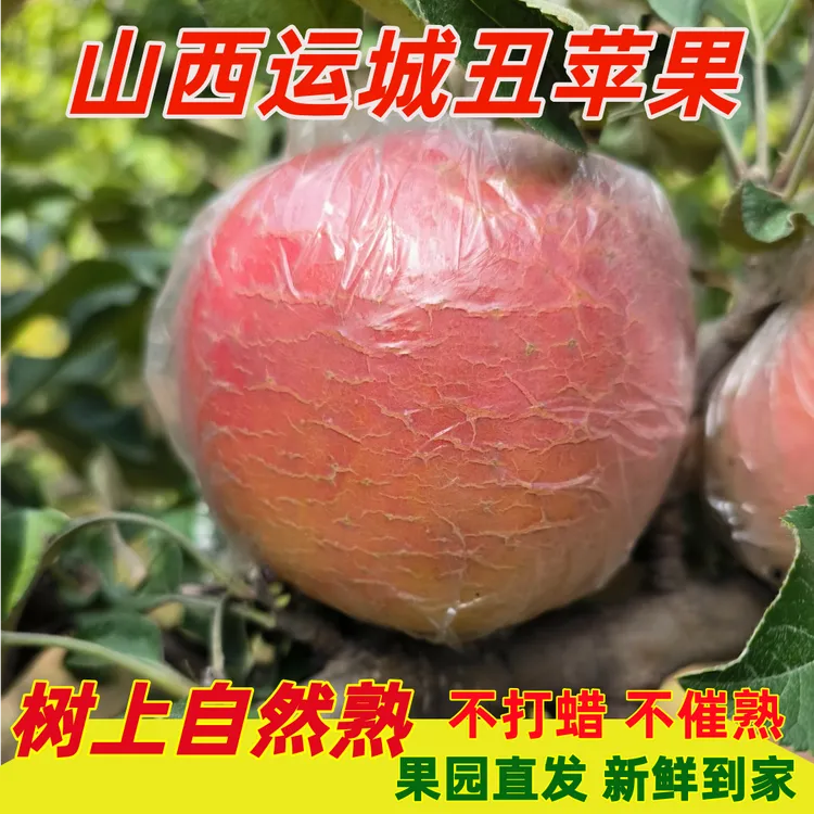 【冰糖心】运城红富士丑苹果新鲜现采摘当季水果酥脆甜多汁产地直发