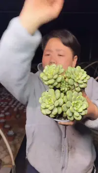 双头起老桩葡萄2颗3.99
