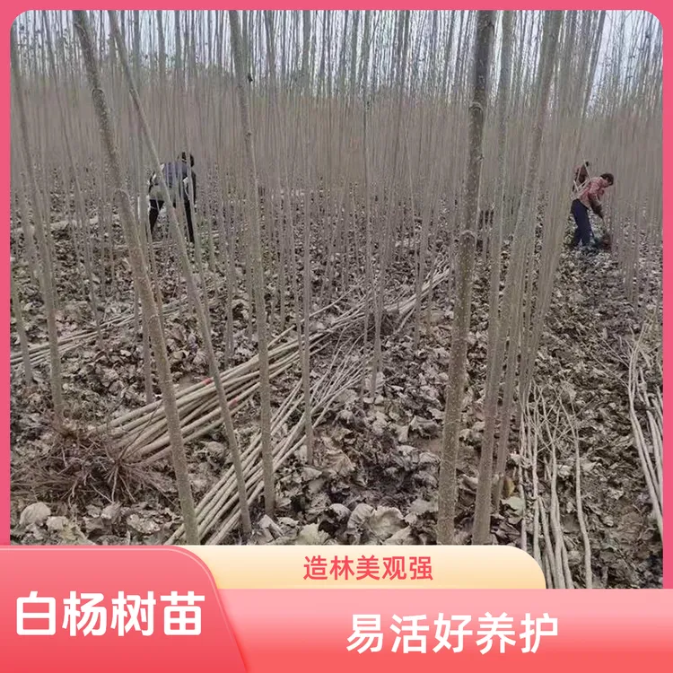 白杨树苗植树造林占地拆迁河堤道路苗生态美观耐寒好养护扦插可活