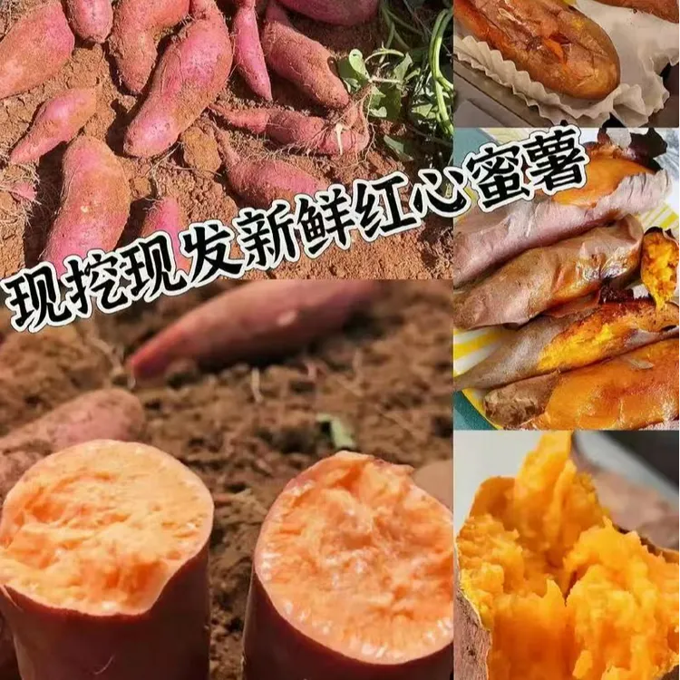 云南沙地蜜薯现挖现发软糯香甜无筋无丝粗粮地瓜5斤9斤