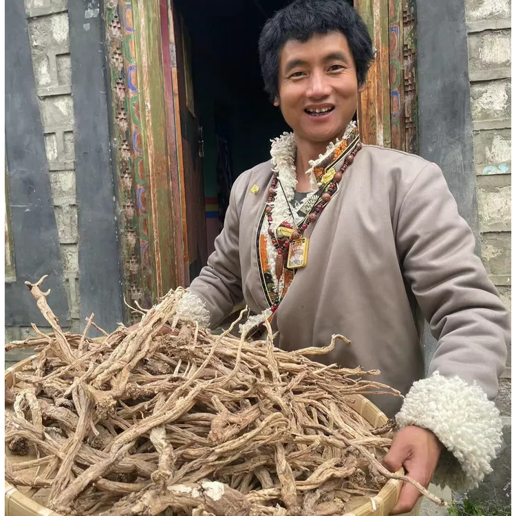 【西藏高海拔下山货党参】