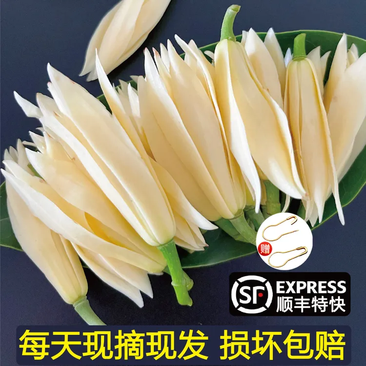 玉兰花新鲜白玉兰鲜花当天采摘白兰花顺丰空运产地直发