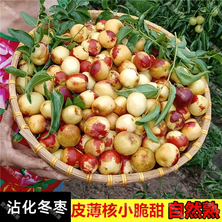 山东沾化冬枣新鲜大枣脆甜枣子当季整箱3斤5斤大果原产地直发自家