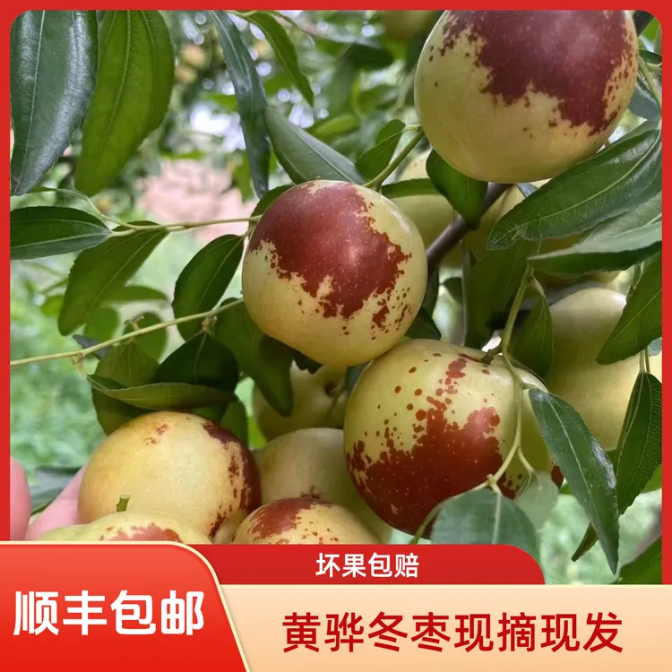 河北黄骅冬枣现摘现发3斤5斤大果坏果包赔顺丰京东严选发货精选