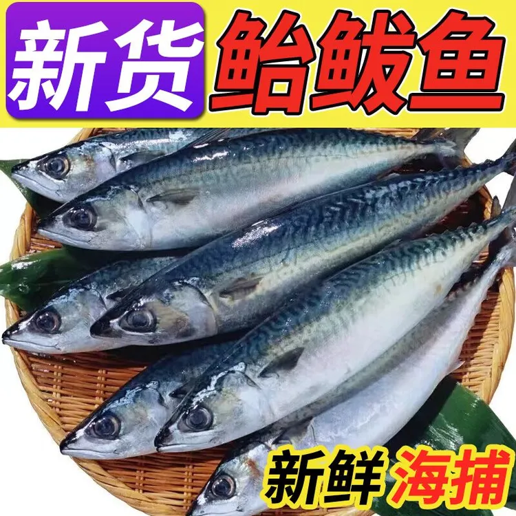 【顺丰冷链】新鲜鲐鲅鱼青占鱼青鱼新鲜冷冻青花鱼鲅鱼小鲅鱼鲭鱼