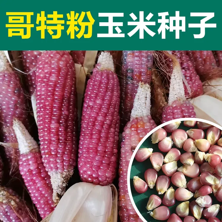 哥特粉文玩玉米种子人工培育纯粉无杂色桩型好成品率高饰品摆件