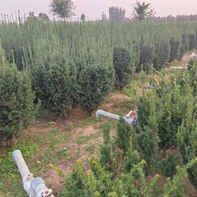 曼地亚红豆杉大母树