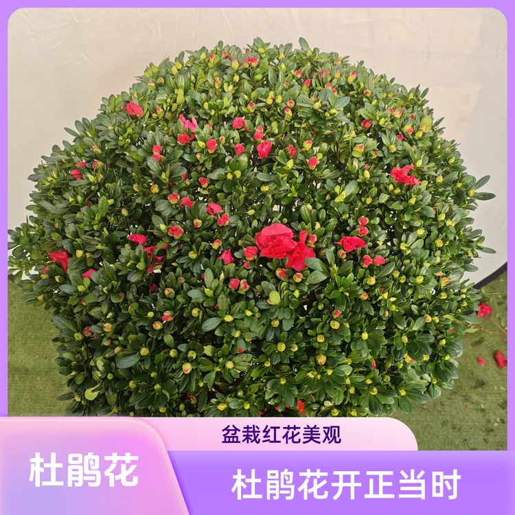 杜鹃花盆栽杨梅红大冠幅室内阳台开花绿植