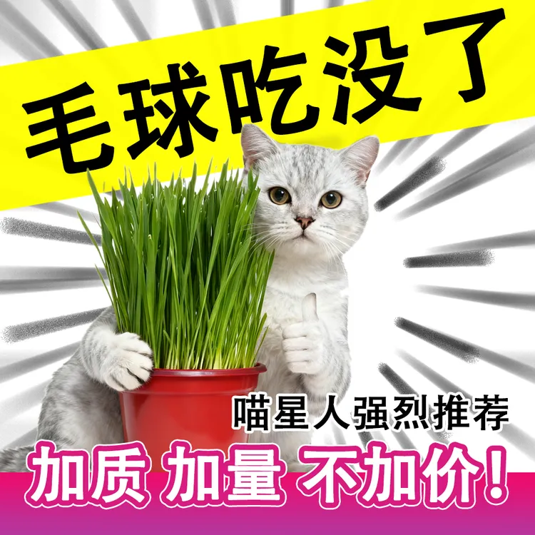 猫草已长好营养土盆栽即食化毛球小麦种子新鲜猫咪口臭去除神器