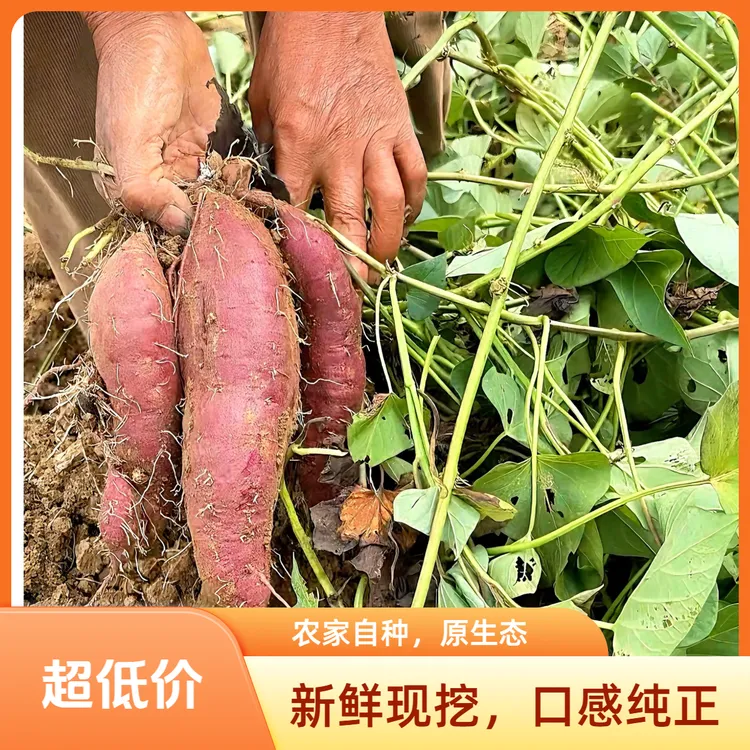 【新鲜黄心蜜薯】贵州农家正宗蜜薯沙地种植板栗番薯软糯香甜新鲜