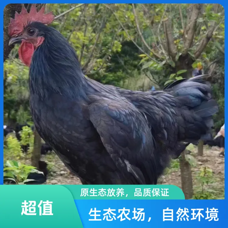 小吴家高山散养粮食喂养跑山鸡