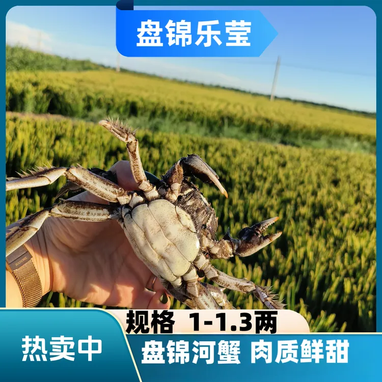 【活蟹】盘锦河蟹 (规格1-1.3两)母蟹 净重2.5斤产地直发