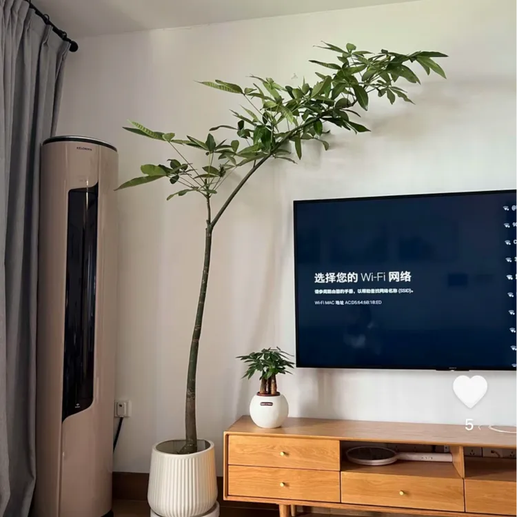 原生发财树去叶发货原生飘枝室内植物造型发财树网红款发财树植物