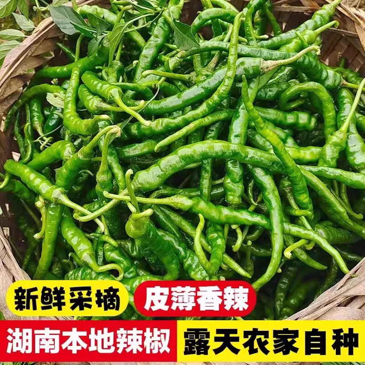 湖南农家现摘薄皮香辣新鲜土辣椒本地特产皱皮辣椒衡阳特产辣椒